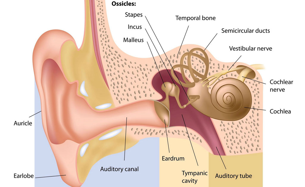 The Stapes in Otosclerosis: Osteoarthritis of an Ear Ossicle