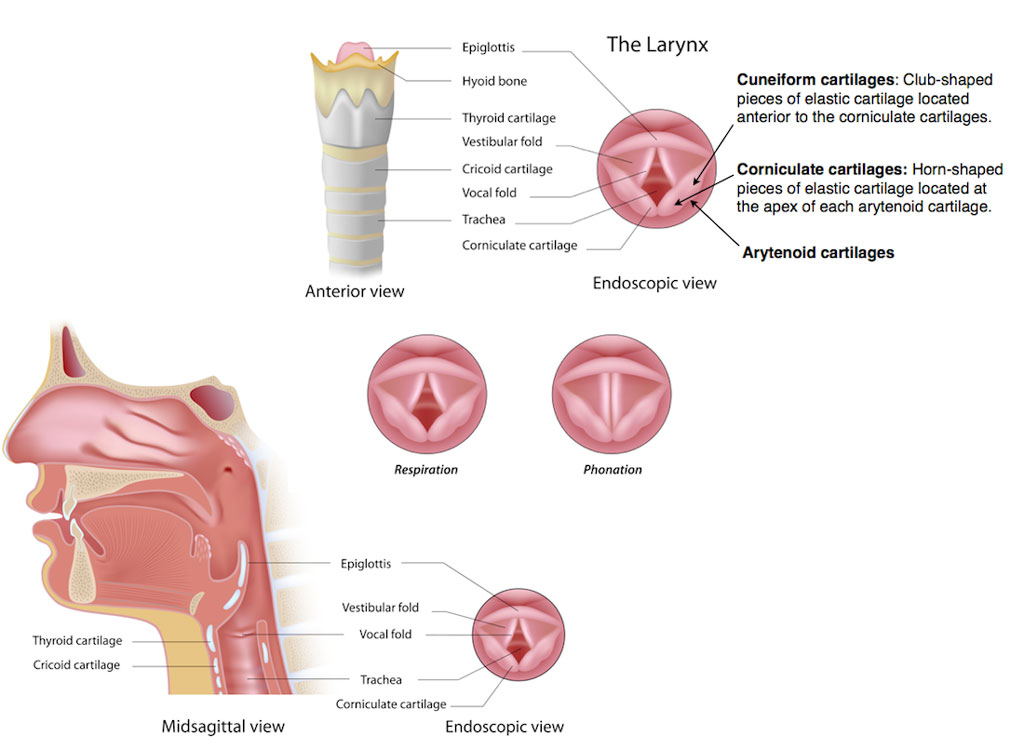 vocal cords larynx