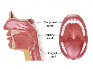 Tonsils