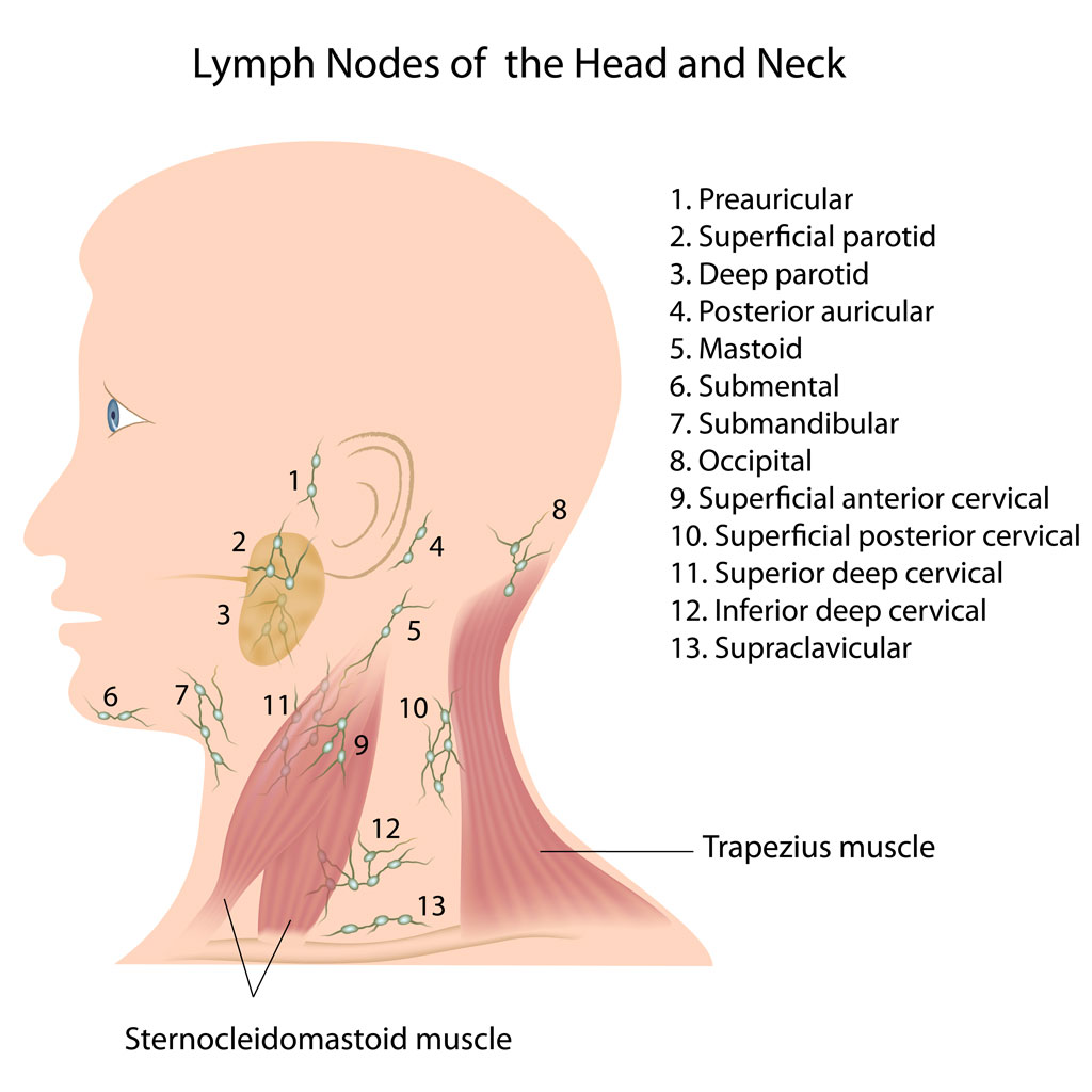 Lymph Node Biopsy Call Fort Worth Ent Sinus For More Information