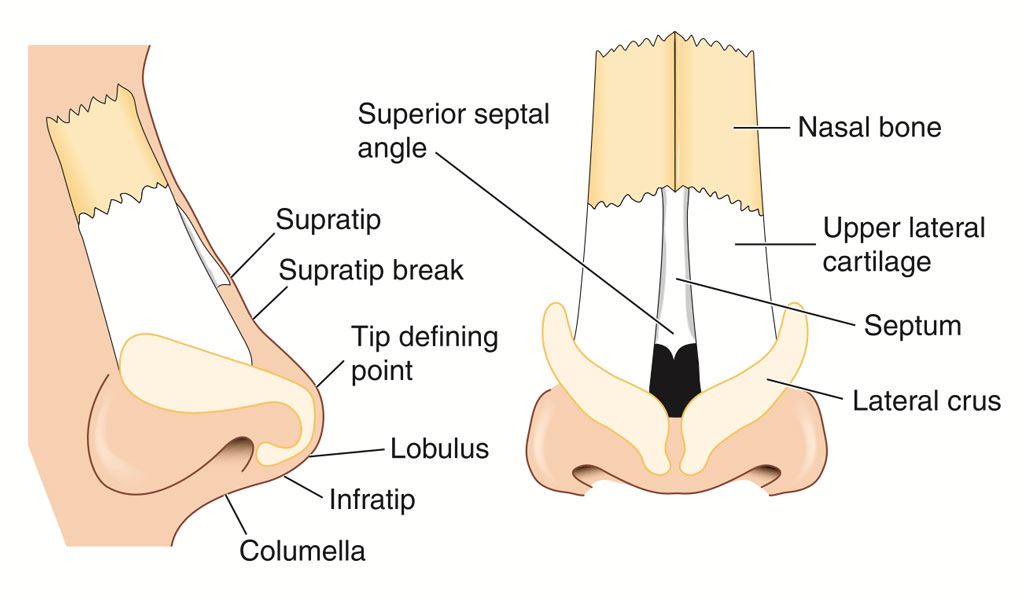 nasal bones