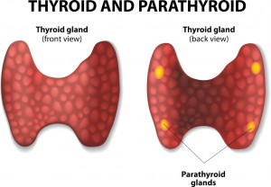 Parathyroidectomy performed by Fort Worth ENT 