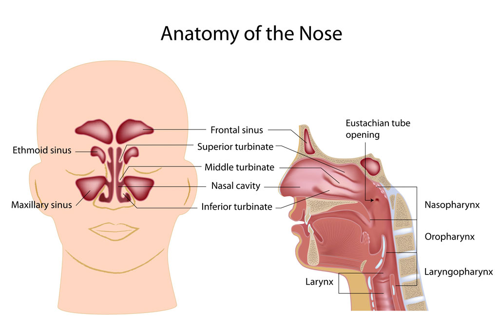 nasal vault anatomy