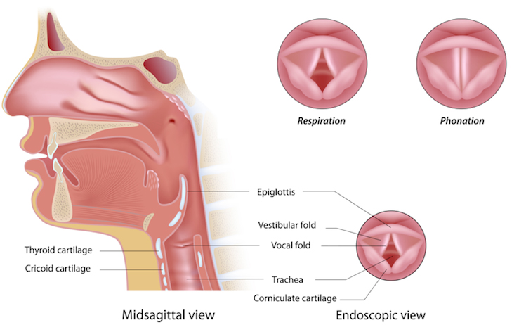 Larynx-voice problems - Fort Worth ENT & Sinus